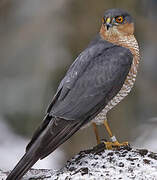 Eurasian Sparrowhawk