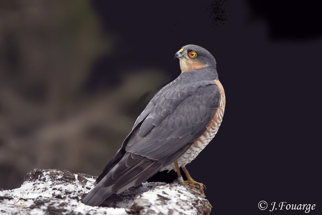 Eurasian Sparrowhawk male adult, identification