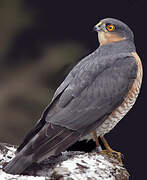 Eurasian Sparrowhawk