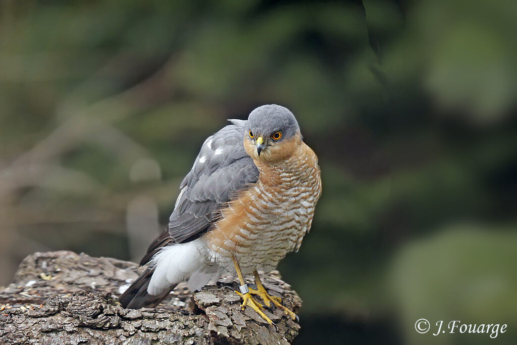 Épervier d'Europe mâle, identification