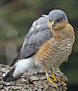 Eurasian Sparrowhawk