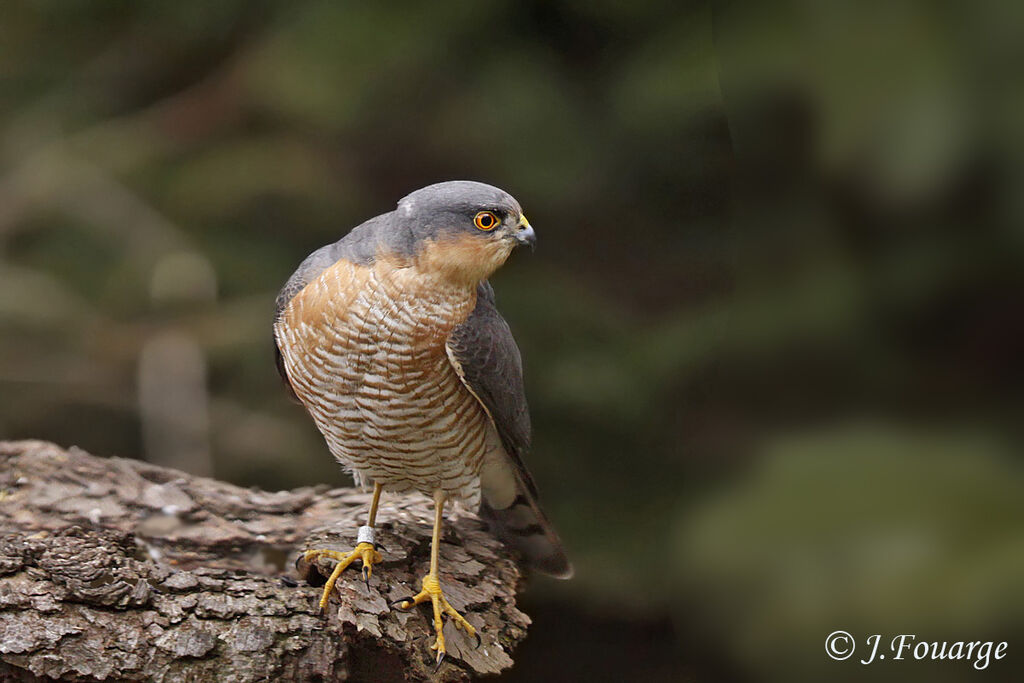 Eurasian Sparrowhawk male, identification