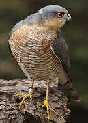 Eurasian Sparrowhawk