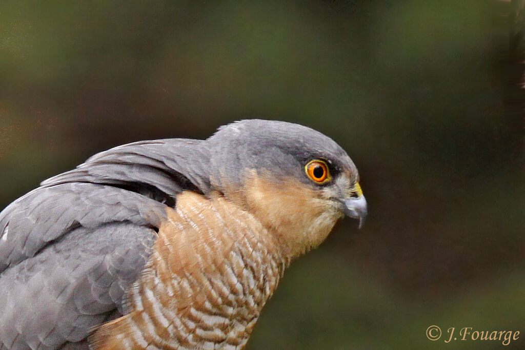 Épervier d'Europe mâle, identification