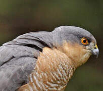 Eurasian Sparrowhawk