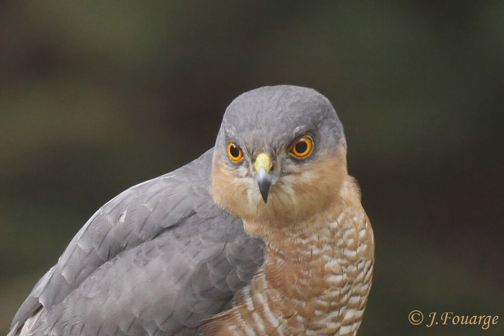 Eurasian Sparrowhawk male