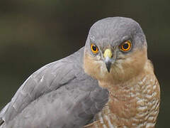 Eurasian Sparrowhawk