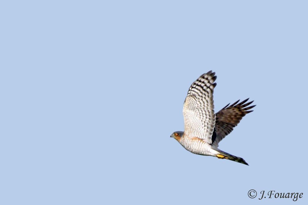 Eurasian Sparrowhawk male, Flight