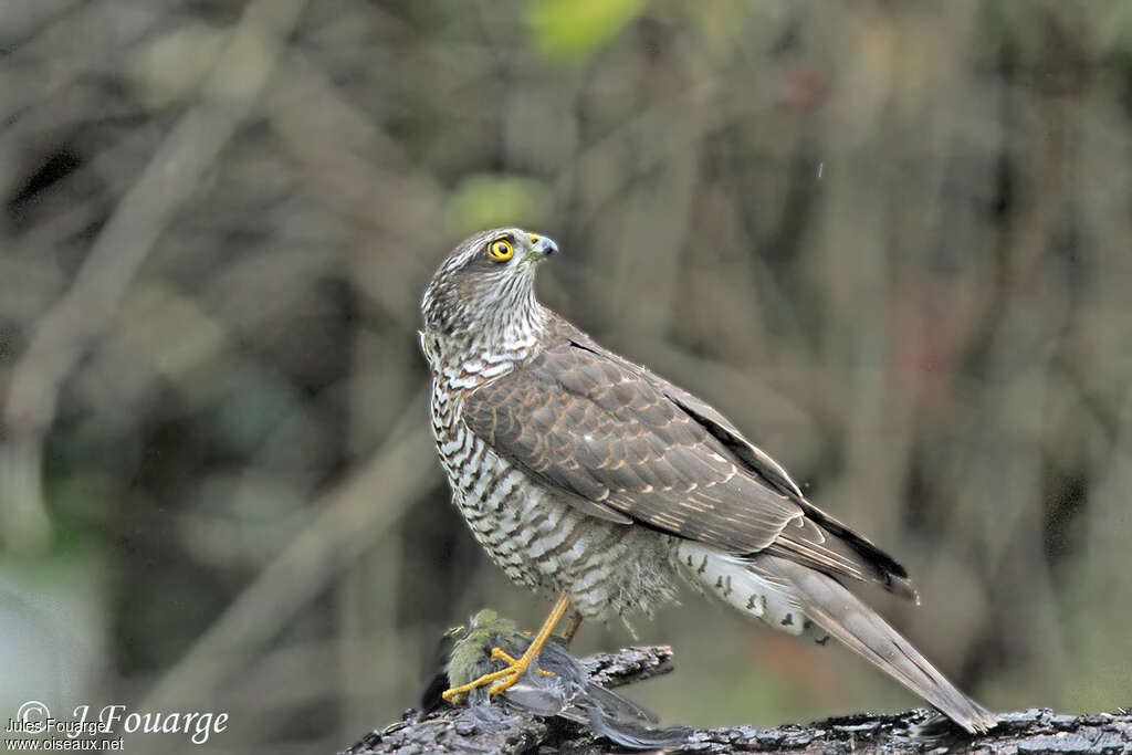 Eurasian Sparrowhawk female First year, identification, feeding habits, Behaviour