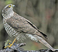 Eurasian Sparrowhawk