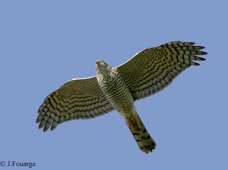 Eurasian Sparrowhawk