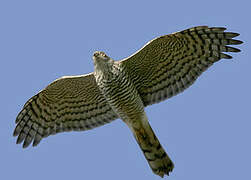 Eurasian Sparrowhawk