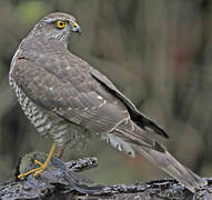 Eurasian Sparrowhawk