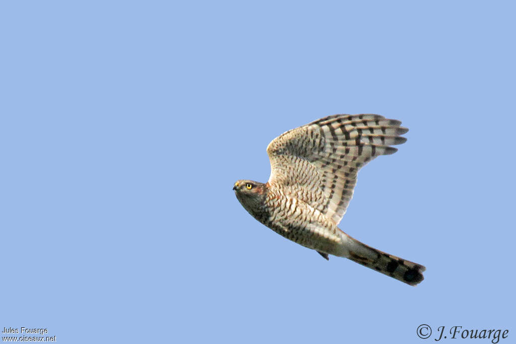 Eurasian Sparrowhawk male First year, identification, pigmentation, Flight