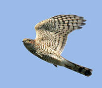 Eurasian Sparrowhawk