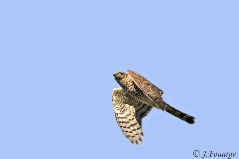 Eurasian Sparrowhawk male juvenile, Flight