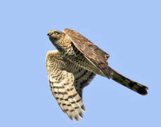 Eurasian Sparrowhawk