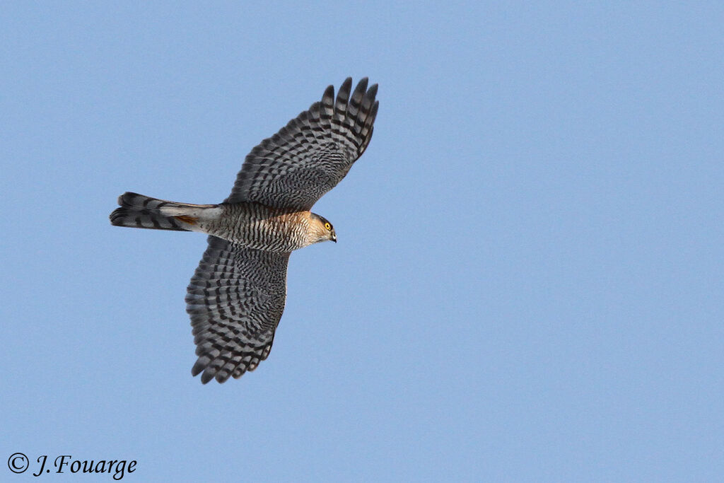 Eurasian Sparrowhawk male adult, Flight