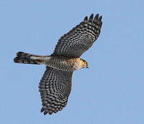 Eurasian Sparrowhawk