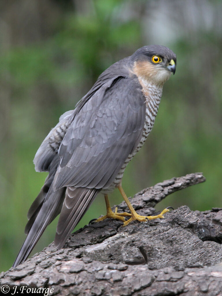 Eurasian Sparrowhawk male, identification