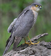 Eurasian Sparrowhawk