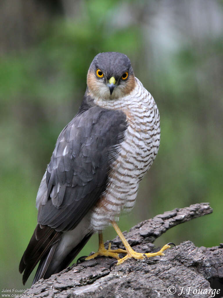 Eurasian Sparrowhawk male adult, identification