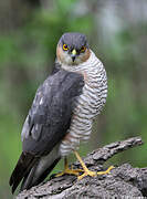 Eurasian Sparrowhawk