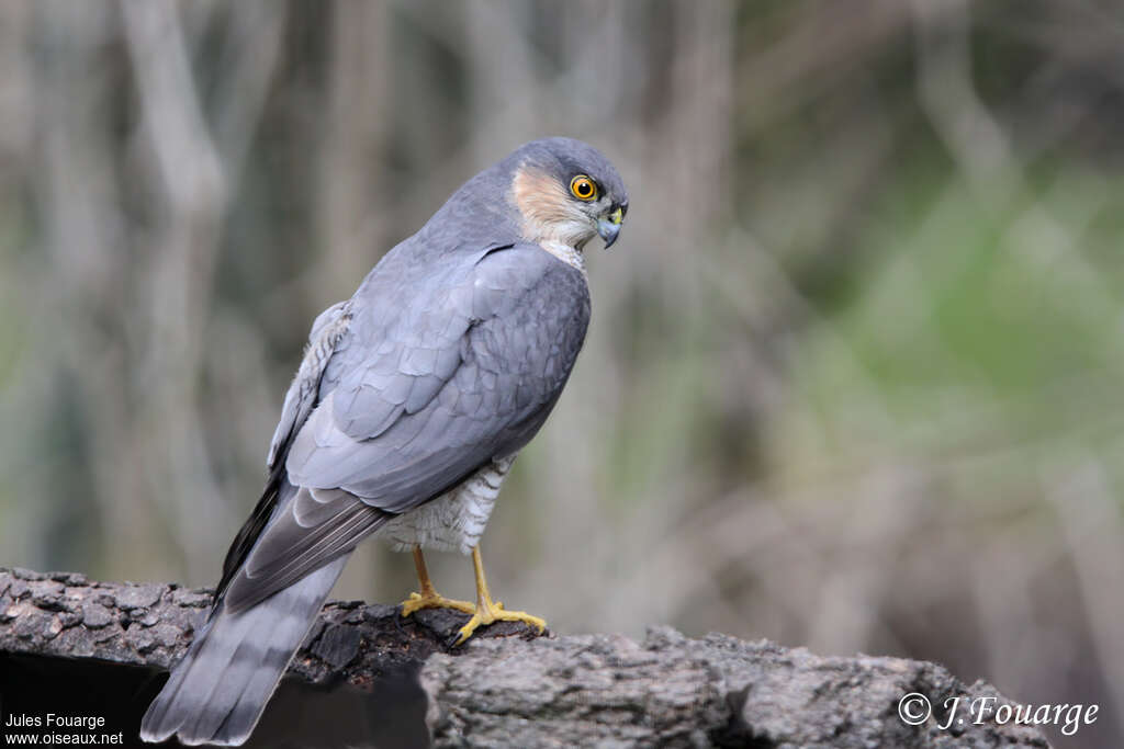 Eurasian Sparrowhawk male adult, pigmentation