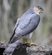 Eurasian Sparrowhawk