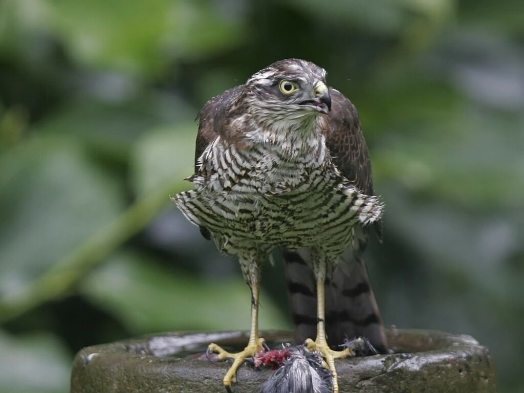 Eurasian Sparrowhawk female