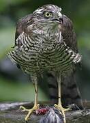 Eurasian Sparrowhawk