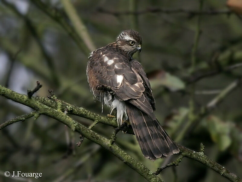 Eurasian Sparrowhawk