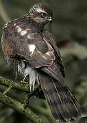 Eurasian Sparrowhawk