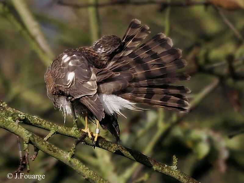 Eurasian Sparrowhawk