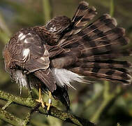 Eurasian Sparrowhawk