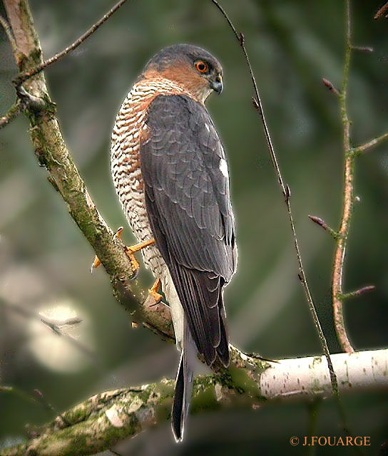 Eurasian Sparrowhawk