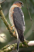 Eurasian Sparrowhawk