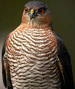 Eurasian Sparrowhawk