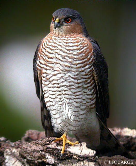 Eurasian Sparrowhawk