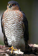 Eurasian Sparrowhawk