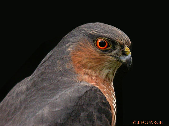 Eurasian Sparrowhawk