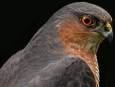 Eurasian Sparrowhawk