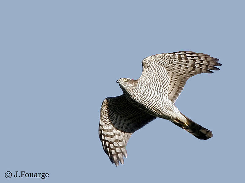 Eurasian Sparrowhawk