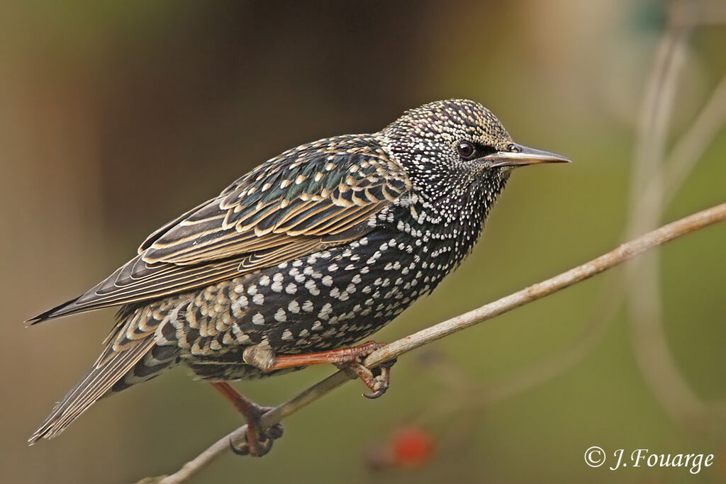 Common Starling, identification