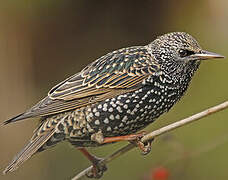 Common Starling