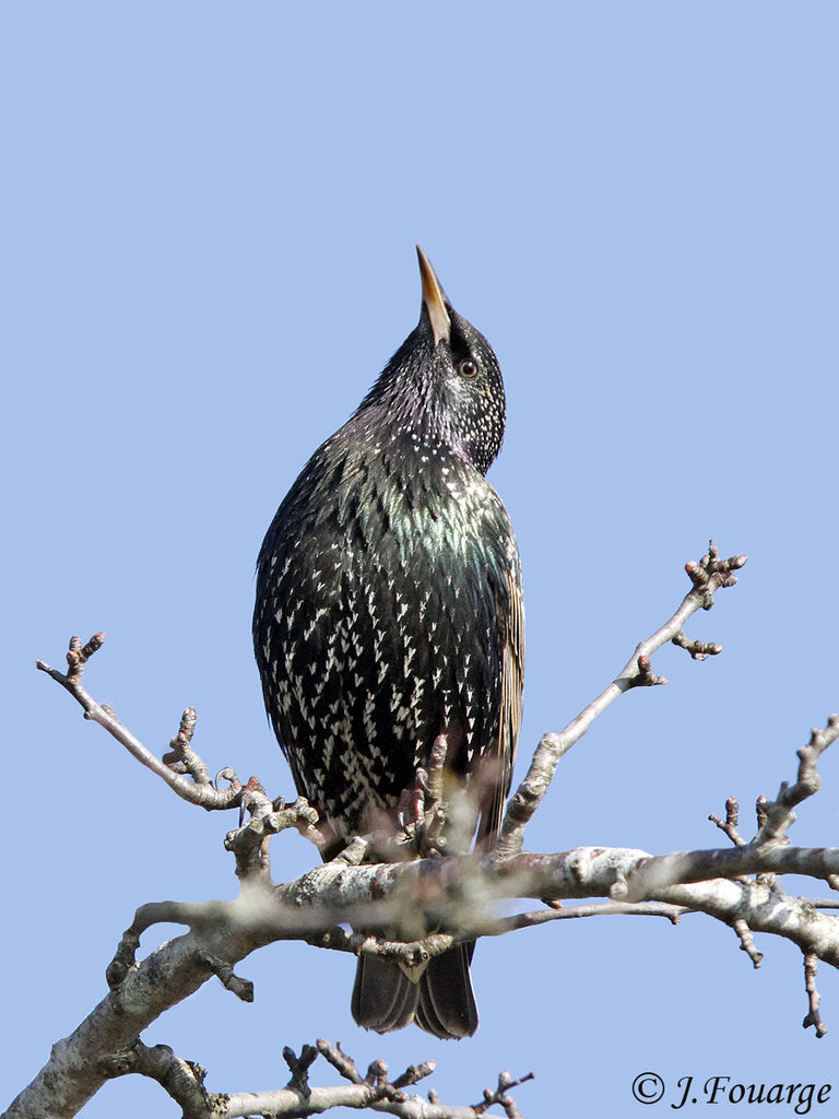 Étourneau sansonnetadulte, identification, Comportement