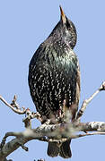 Common Starling