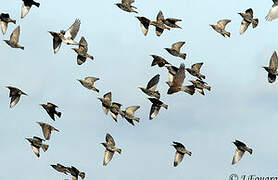 Common Starling