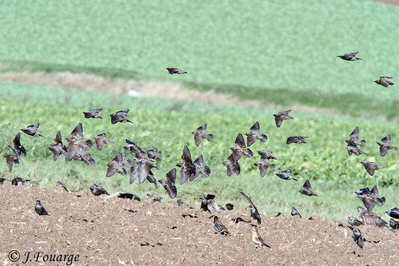 Common Starling, identification, Flight, Behaviour