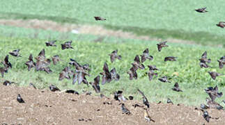 Common Starling